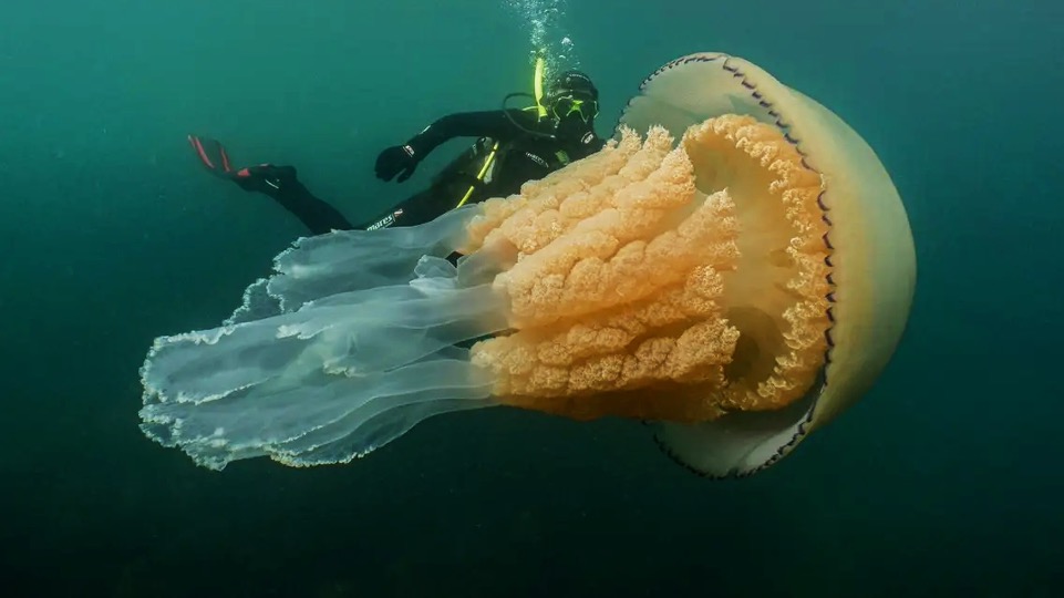 jellyfish-age-backwards-nature-s-secrets-to-longevity-how-to-academy